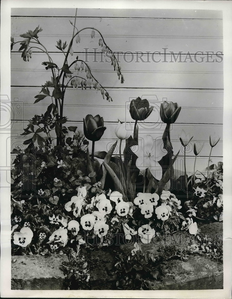 1954 Press Photo Tulips Budding flowers in Garden