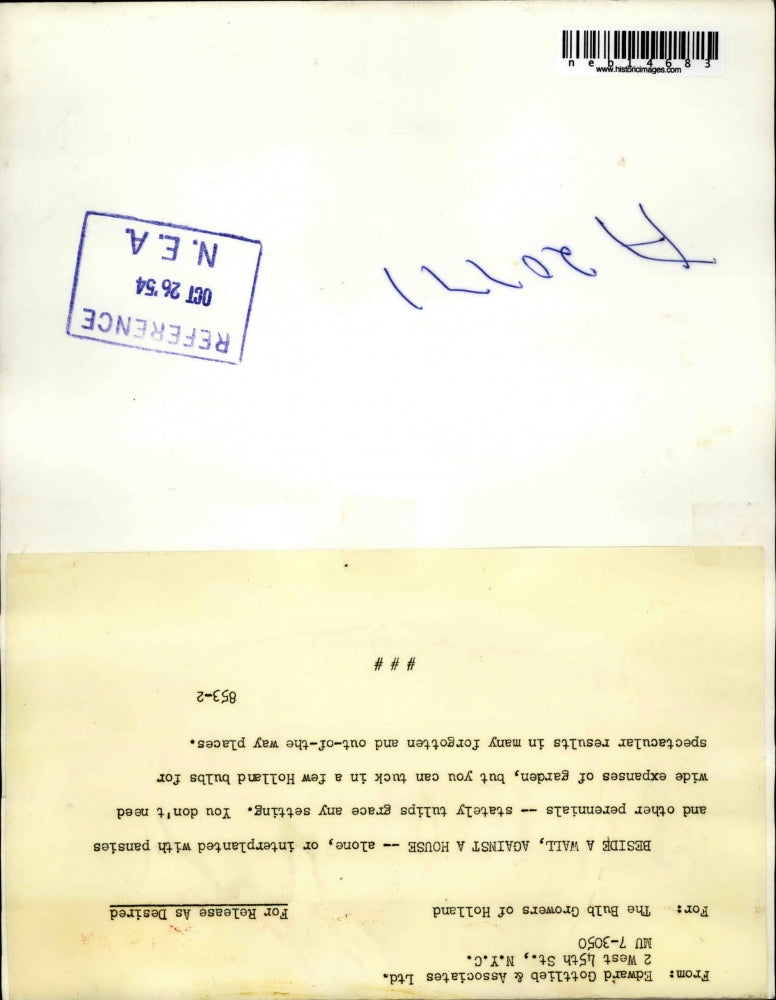 1954 Press Photo Tulips Budding flowers in Garden