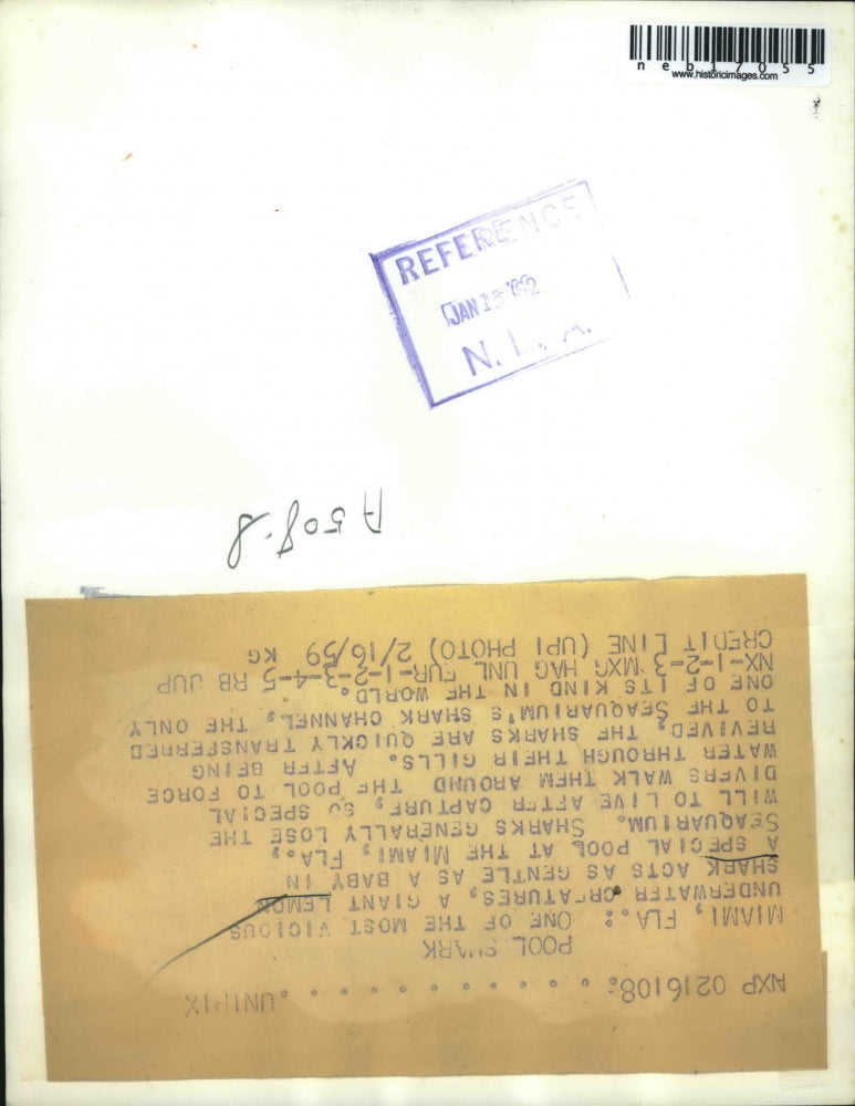 1959 Press Photo Handler & a lemon shark at Miami, Fla. Seaquarium