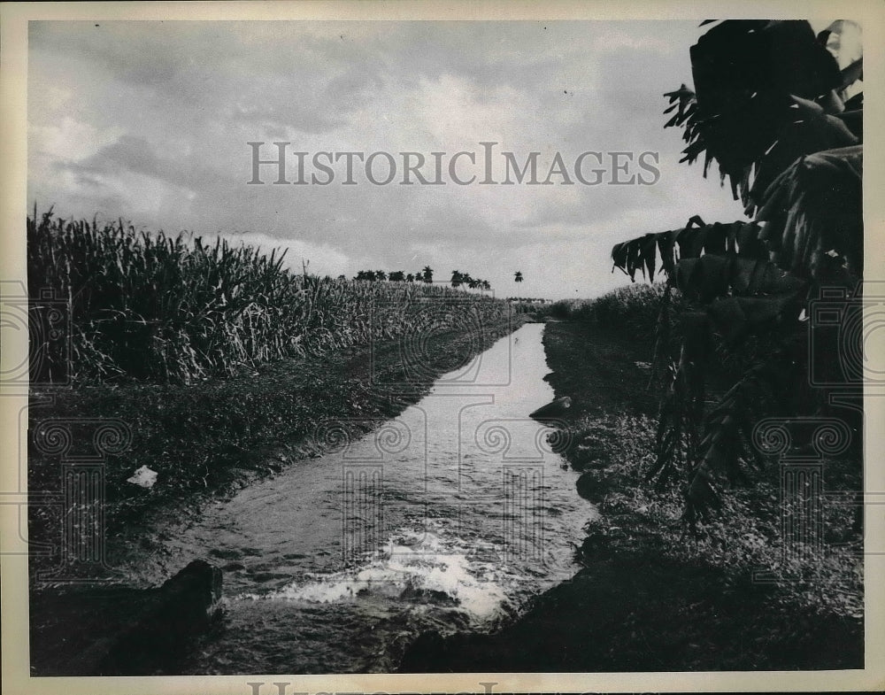 1964 Press Photo Water Released In Irrigation Ditch In Cuban Sugar Cane Field- Historic Images