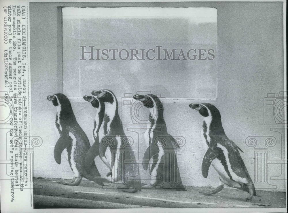 1967 Press Photo Indianapolis Indiana Penguins At The Zoo- Historic Images