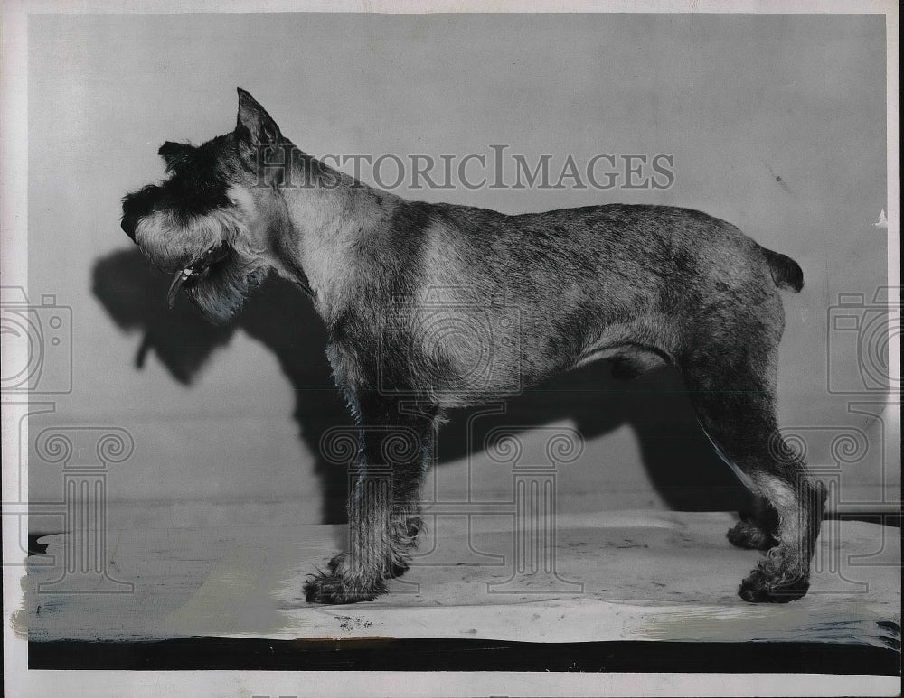 Press Photo A standard schnauzer dog at show in Cleveland, Ohio