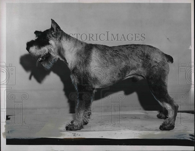 Load image into Gallery viewer, Press Photo A standard schnauzer dog at show in Cleveland, Ohio
