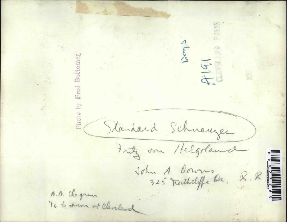 Press Photo A standard schnauzer dog at show in Cleveland, Ohio