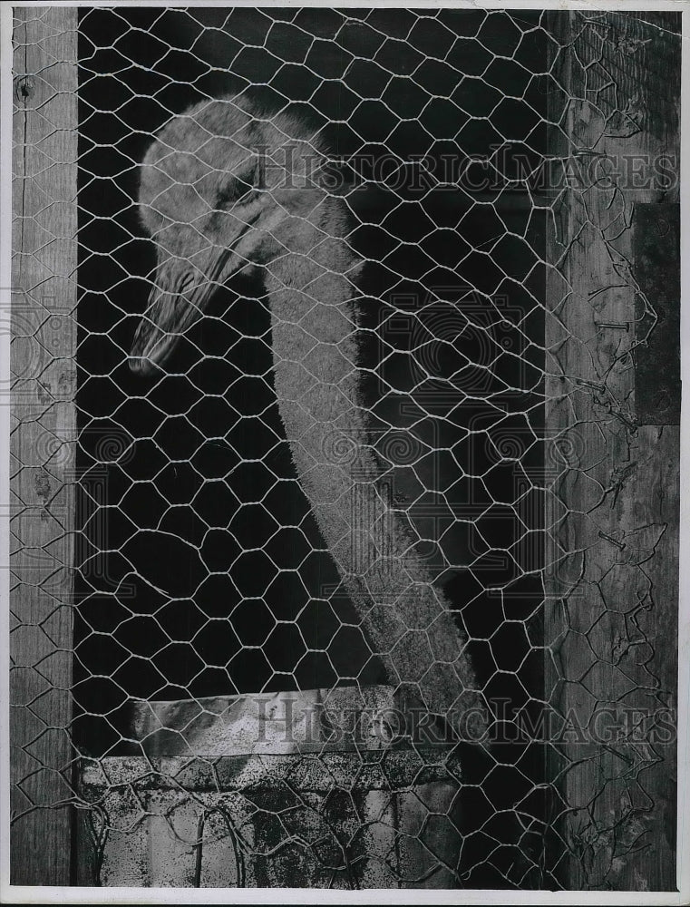 Load image into Gallery viewer, 1941 Press Photo Ostrich at Brookside zoo in Cleveland
