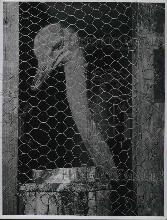 1941 Press Photo Ostrich at Brookside zoo in Cleveland