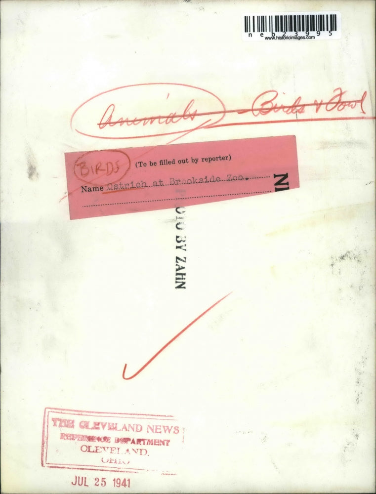 1941 Press Photo Ostrich at Brookside zoo in Cleveland