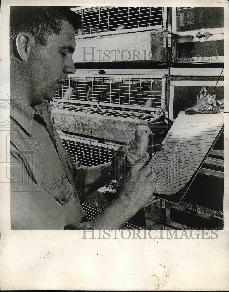 1955 Press Photo Chickens at Prizer Agriculture Research Center- Historic Images