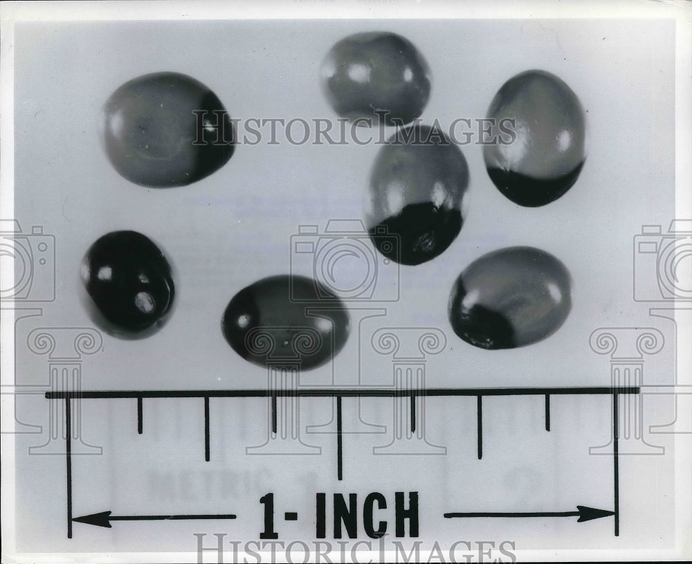 1969 Press Photo Highly Poisonous Rosary Peas Seeds Can Kill Small Child