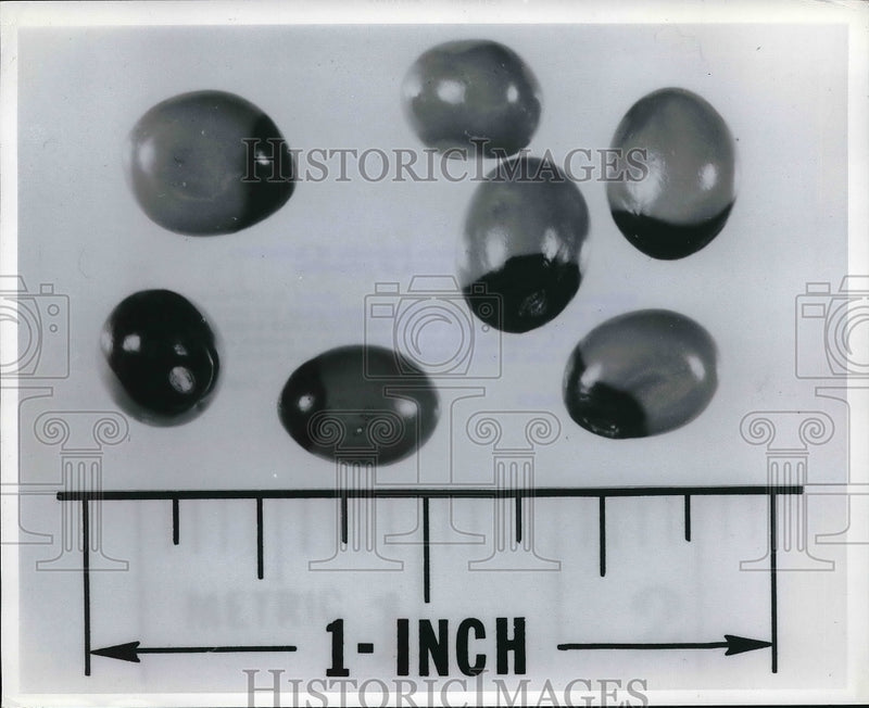 Load image into Gallery viewer, 1969 Press Photo Highly Poisonous Rosary Peas Seeds Can Kill Small Child
