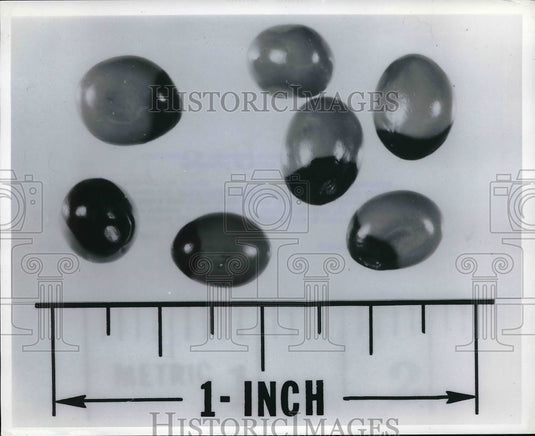 1969 Press Photo Highly Poisonous Rosary Peas Seeds Can Kill Small Child