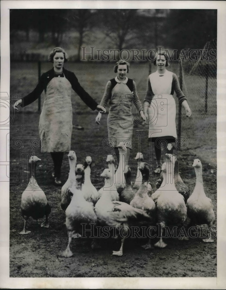 1940 Press Photo Schoolgirls gather flock of 16 geese for marketing- Historic Images