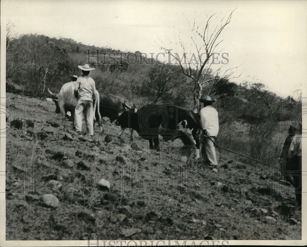 1930 Press Photo Four Oxen Hitched to Expedition Mayarit Mexico- Historic Images