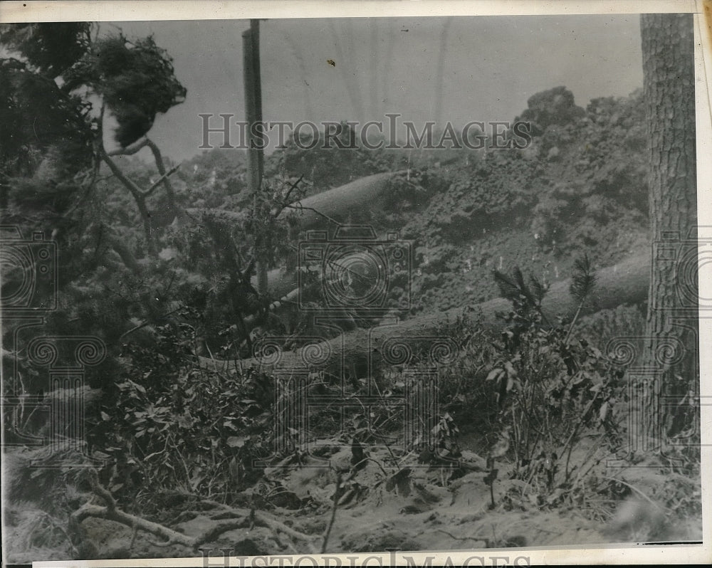 1940 Press Photo Trees & Telephone poles destroyed by lava flow from Mt Yuzan