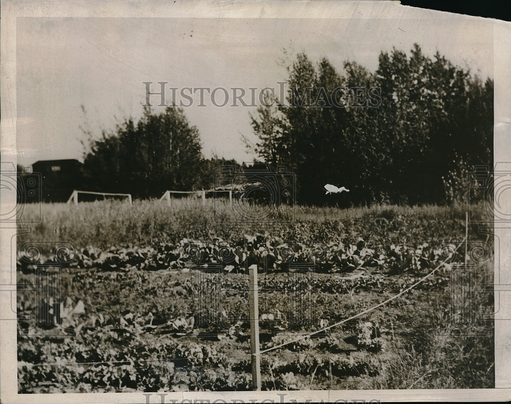 1938 Press Photo Mr. N. Wilfrid Champagne's Garden in theArtic