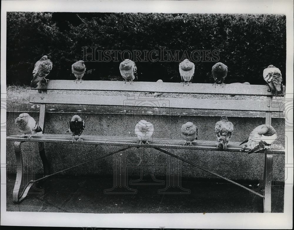 1961 Press Photo Pigeons in the Park