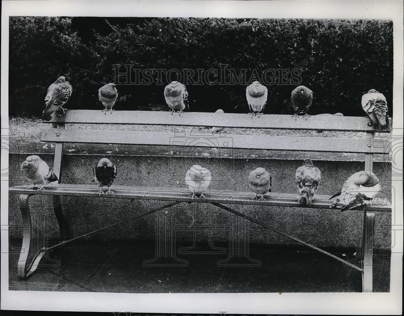 Load image into Gallery viewer, 1961 Press Photo Pigeons in the Park
