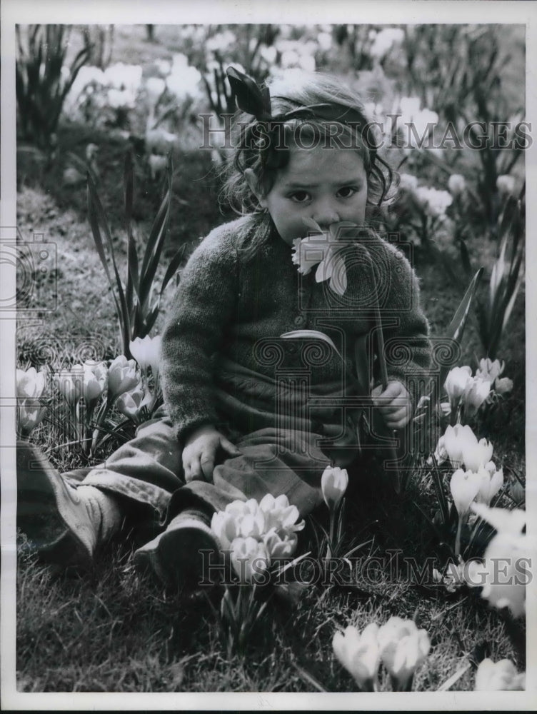 1959 Press Photo London, Christina Lyone in blooming daffodils - neb46386