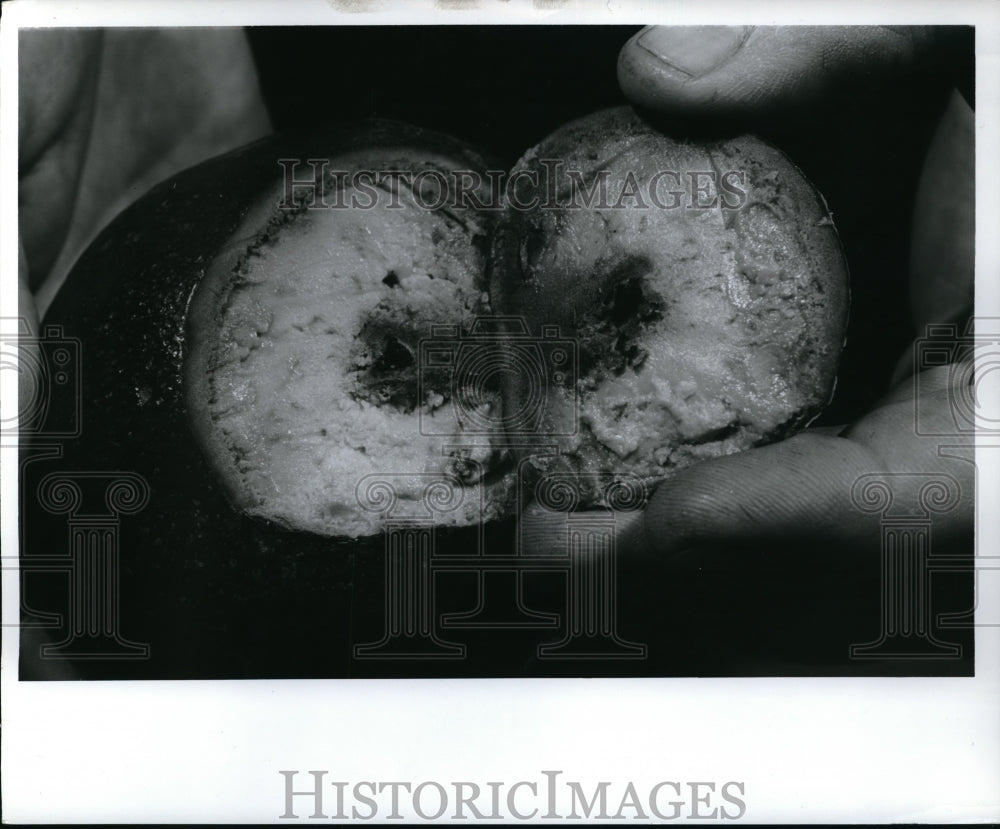 1968 Press Photo Foreign Avocado Shows Insect Damage Inside- Historic Images