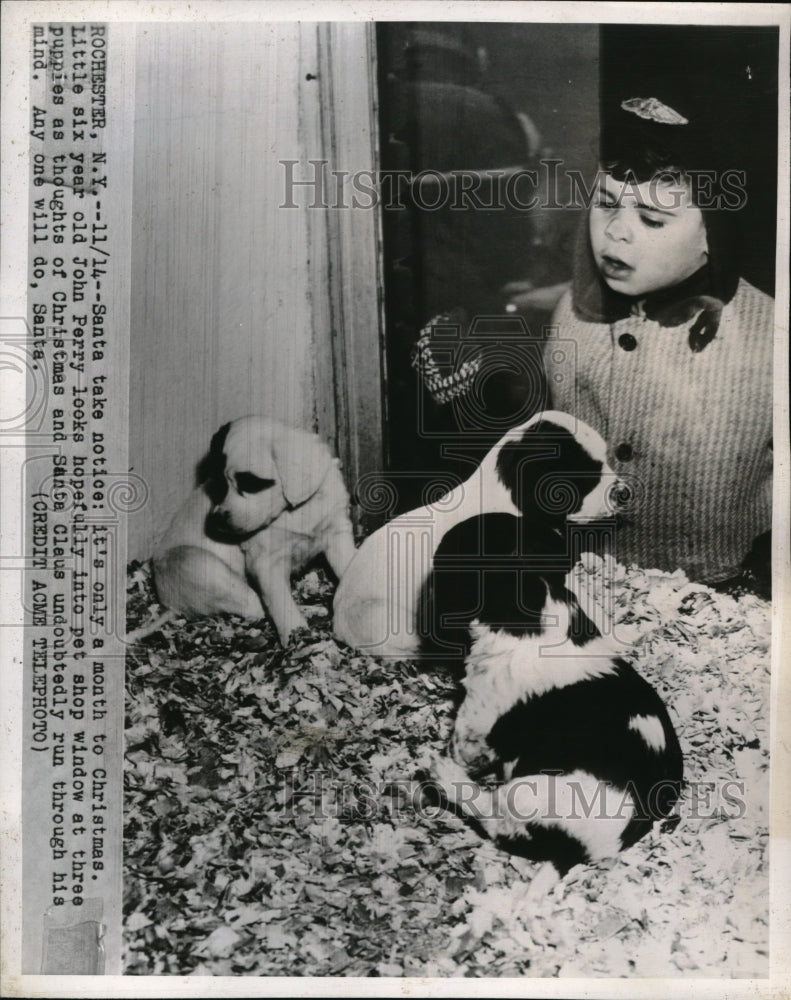 1947 Press Photo John Perry at Age Six Looking at Puppies in Store Window - Historic Images