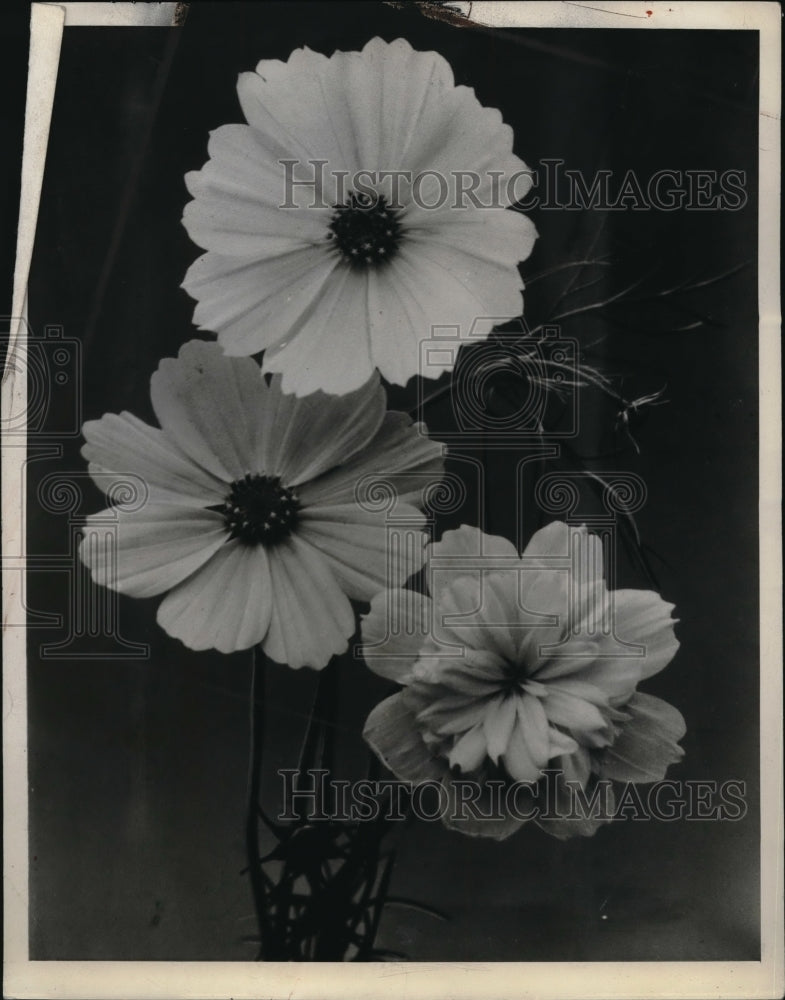 1945 Press Photo Burpee&#39;s Singe and Double Crested Cosmos- Historic Images