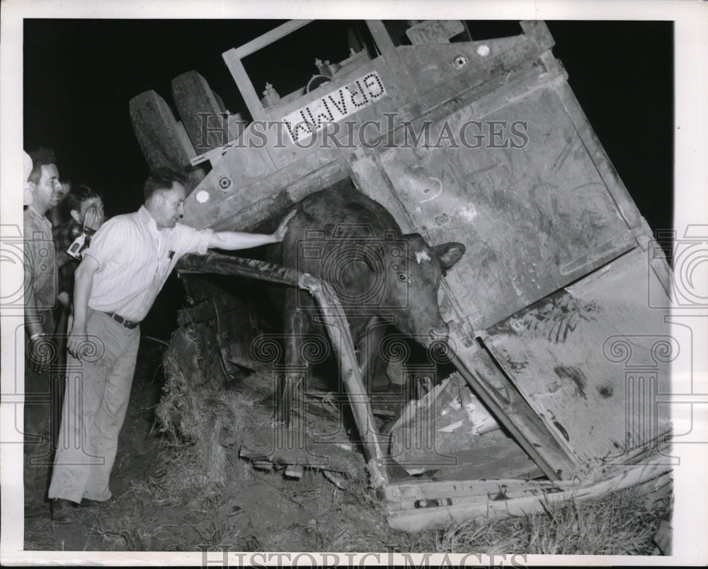 1950 Press Photo Elkhart, Ind livestock removed from overturned truck