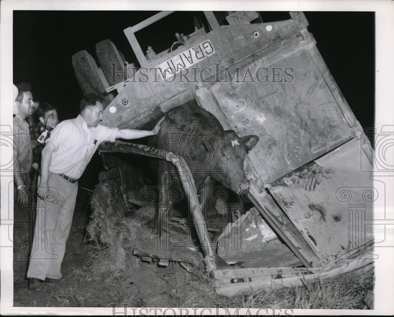 Load image into Gallery viewer, 1950 Press Photo Elkhart, Ind livestock removed from overturned truck
