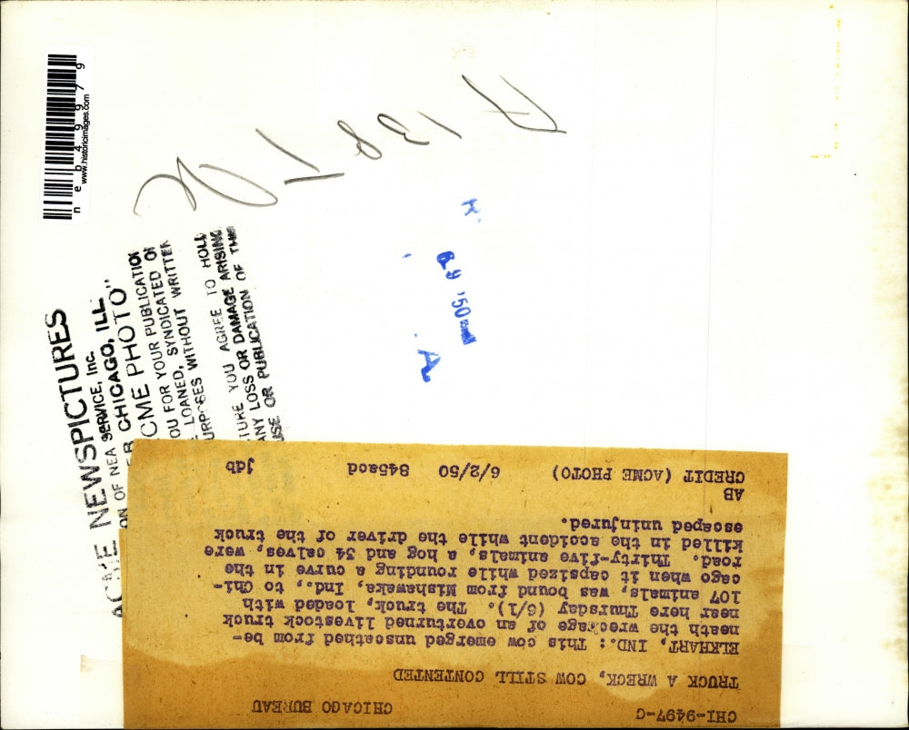 1950 Press Photo Elkhart, Ind livestock removed from overturned truck