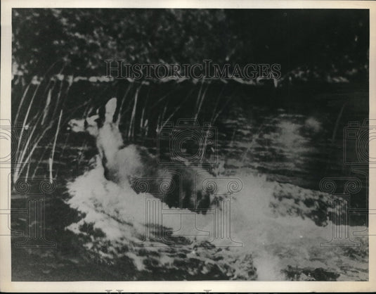 1936 Press Photo a young moose crossing water on Isle Royale in Michigan- Historic Images