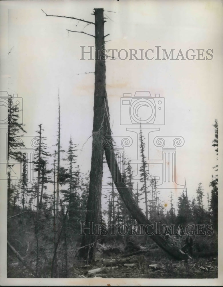 1959 Press Photo Two Douglas Fir Trees Fused Into One Near Medford, OR- Historic Images