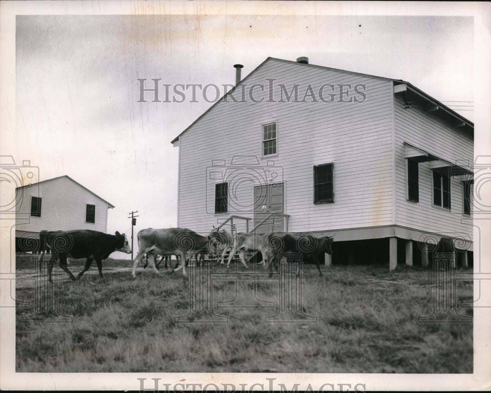 1952 Press Photo Cattle at large at Camp Polke grounds in Ohio- Historic Images