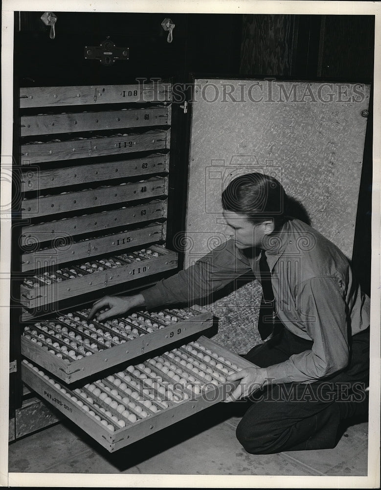 1939 Press Photo A.V. King, state bird conservationist , Chino with an incubator- Historic Images