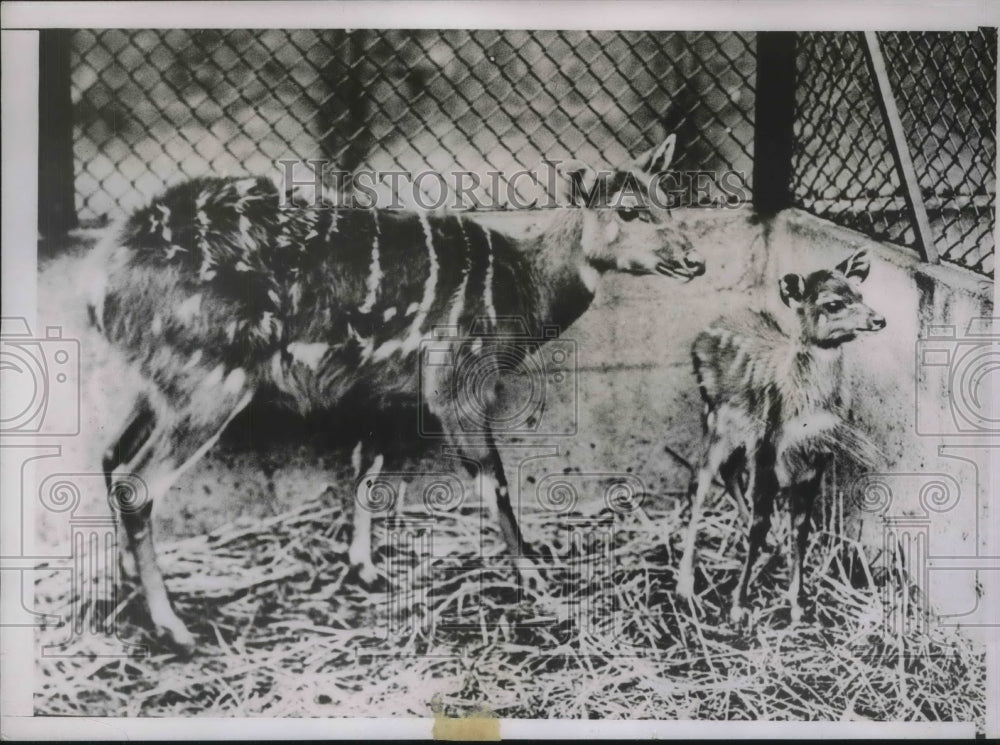1937 Press Photo Baby Marsh Buck with its mother, London Zoo
