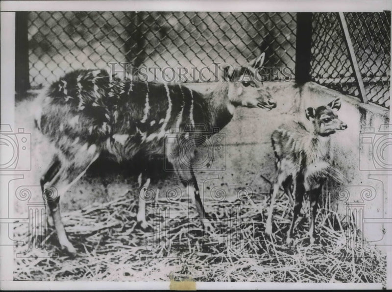 Load image into Gallery viewer, 1937 Press Photo Baby Marsh Buck with its mother, London Zoo
