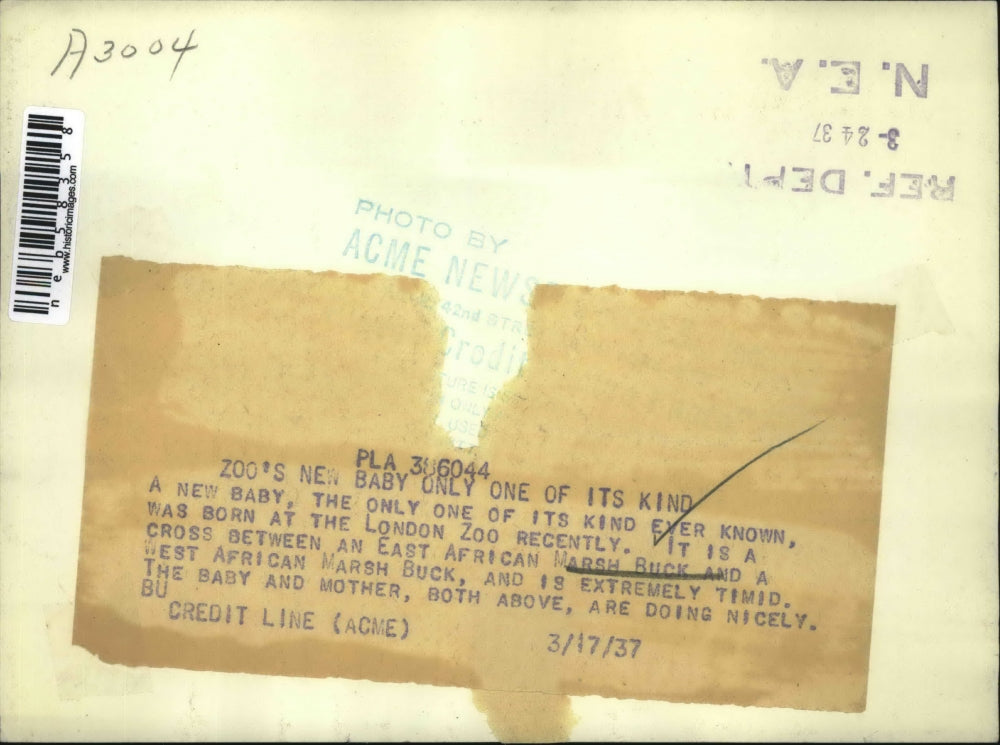 1937 Press Photo Baby Marsh Buck with its mother, London Zoo