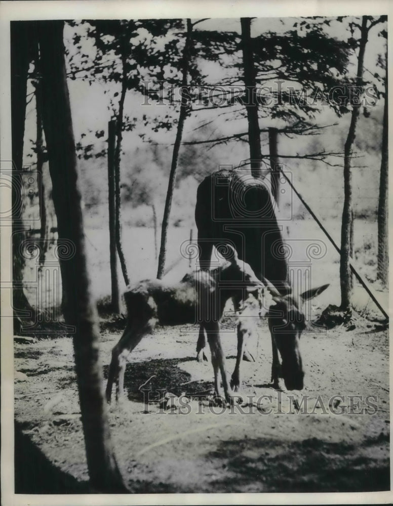 1935 Press Photo Baby Bull Moose &amp; Mother Lake William &amp; Sherbrook Sporting Club- Historic Images