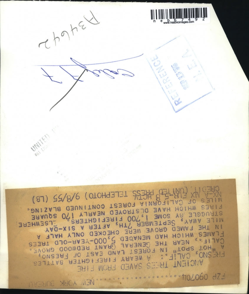 1955 Press Photo Firefighter battles forest fire near Fresno CA - neb67492