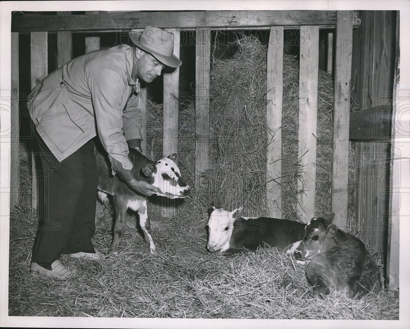 Load image into Gallery viewer, 1953 Press Photo Frank Waits Parsons Kansas farmer &amp; triplet calves - neb67998
