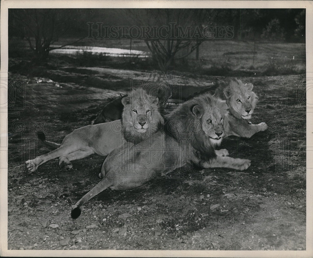 1946 Press Photo A pride of lions at a Cleveland area zoo- Historic Images