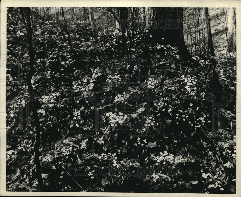 1936 Press Photo Hepaticas in Metropolitan Park- Historic Images