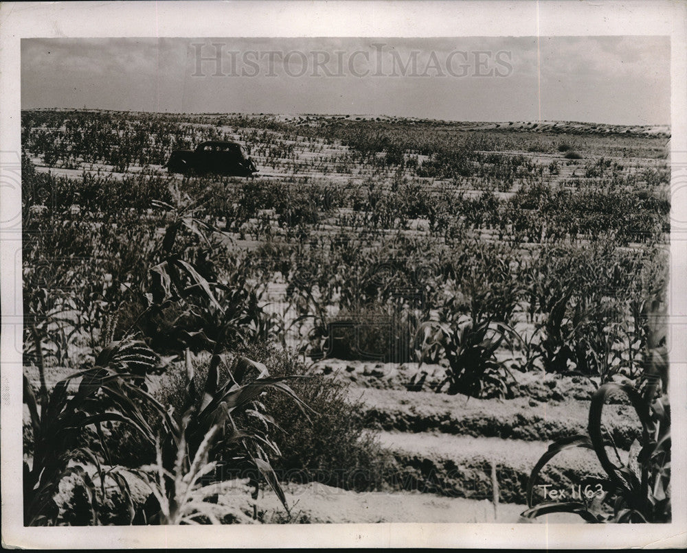 1937 Press Photo Corn crops rise in field after planting
