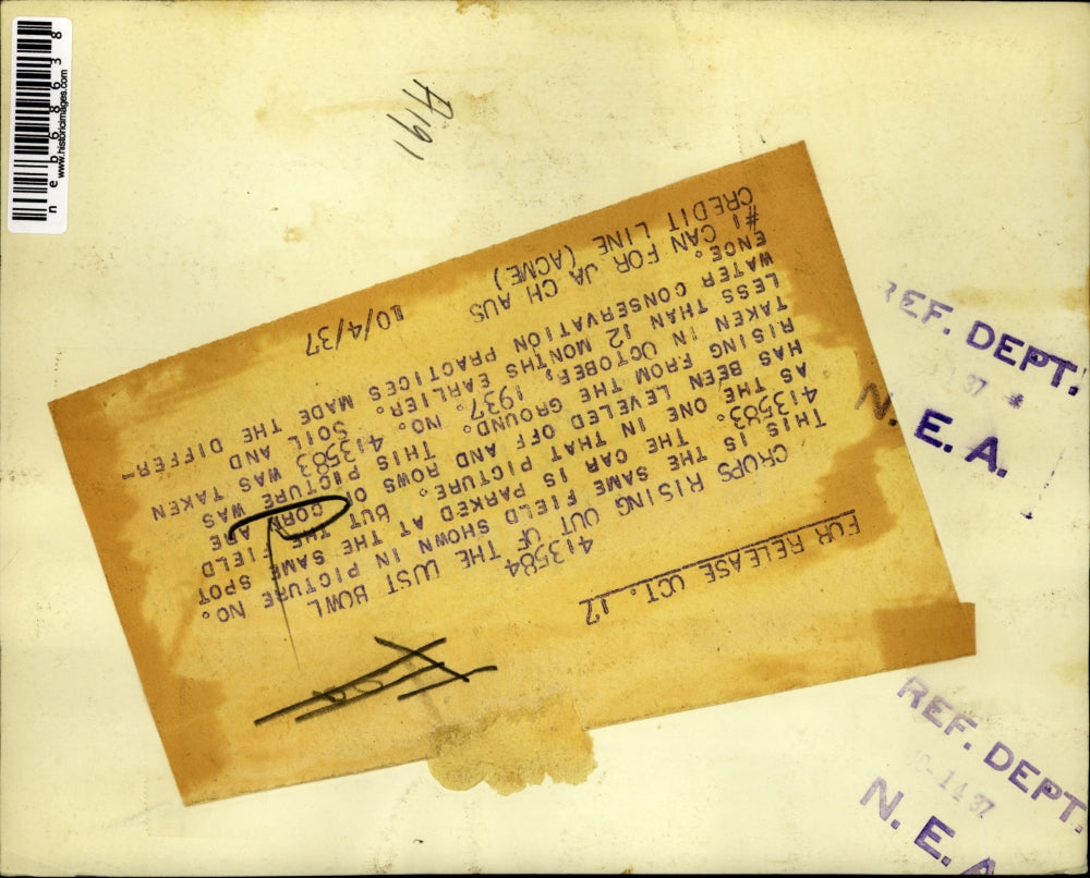 1937 Press Photo Corn crops rise in field after planting