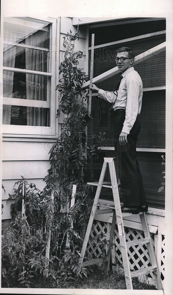 1965 Press Photo Robert Robert Daubner picking eleven feet tomatoes at home
