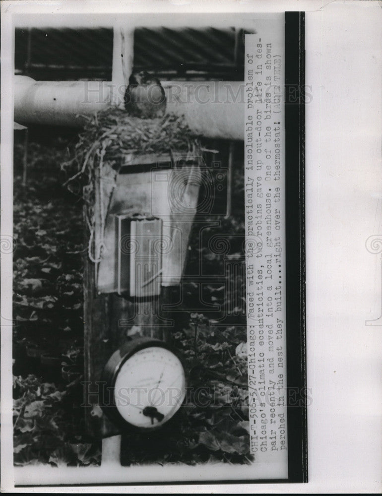 1941 Press Photo Robin In A Nest Built on Chicago Thermostat- Historic Images