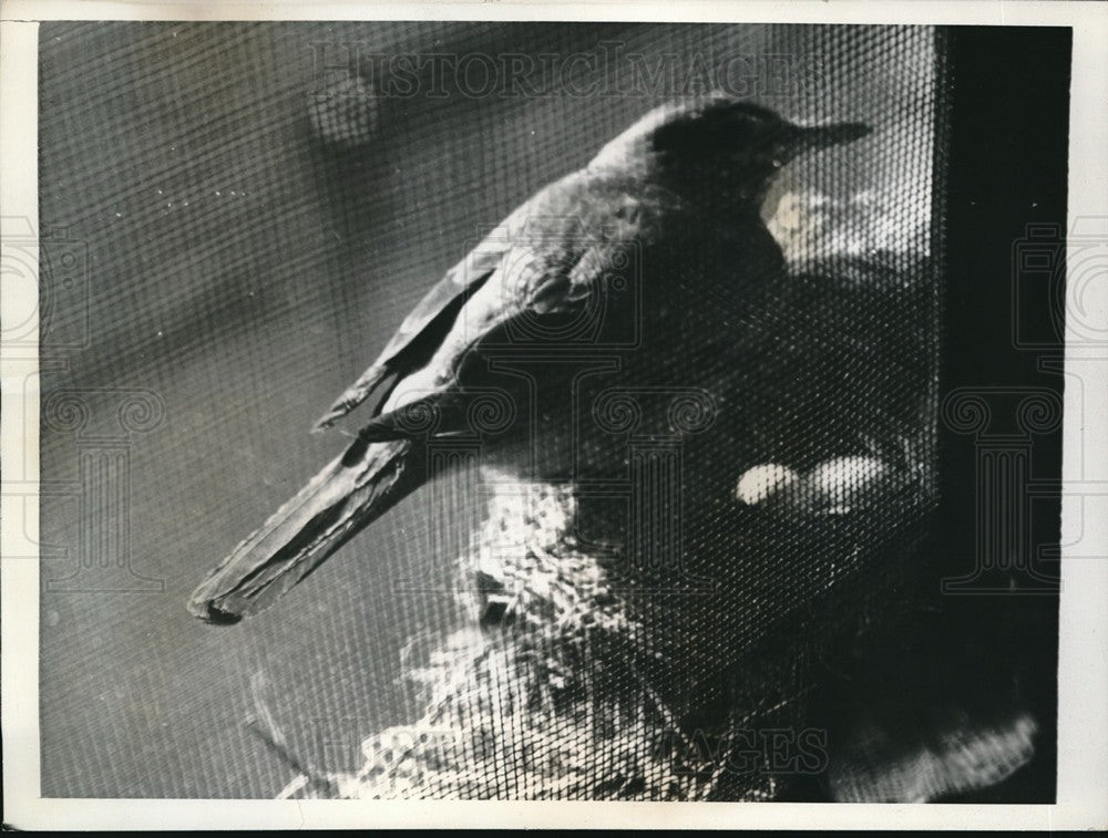 1941 Press Photo St Louii, Mo. A lady robin sits on eggs in her nest- Historic Images