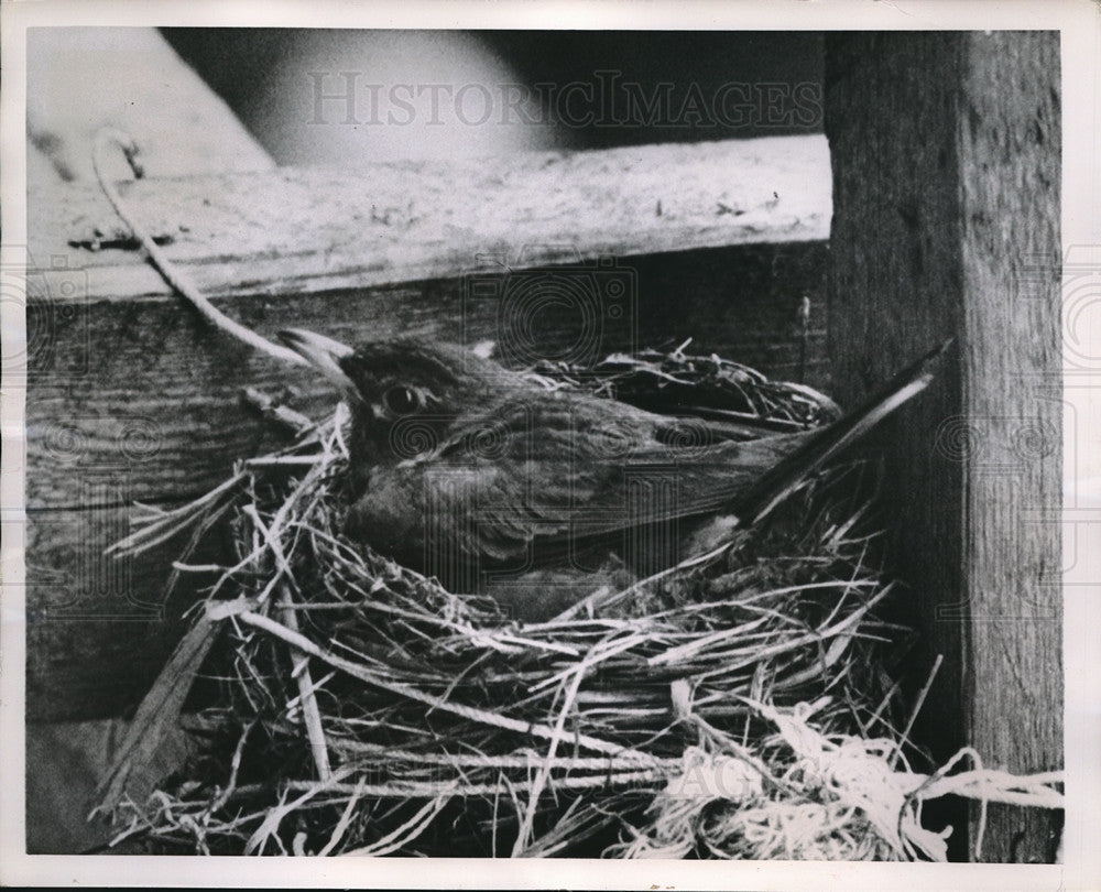 1951 Press Photo Mother Robin Sits on Four Eggs on Scaffolding in Queens- Historic Images