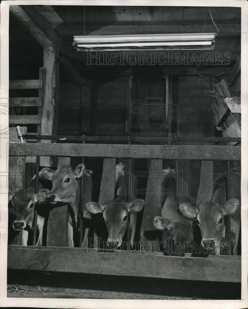 1949 Press Photo Jersey calves under Westinghouse lamps at research labs