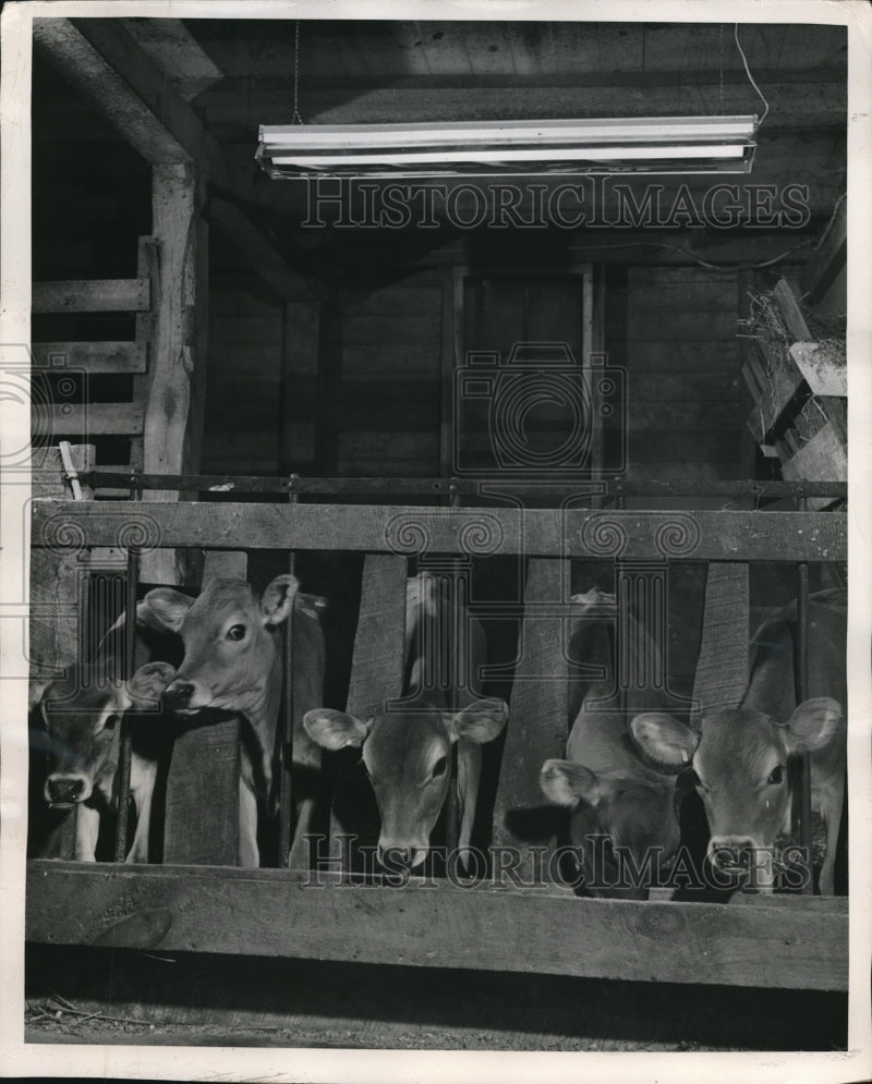 Load image into Gallery viewer, 1949 Press Photo Jersey calves under Westinghouse lamps at research labs
