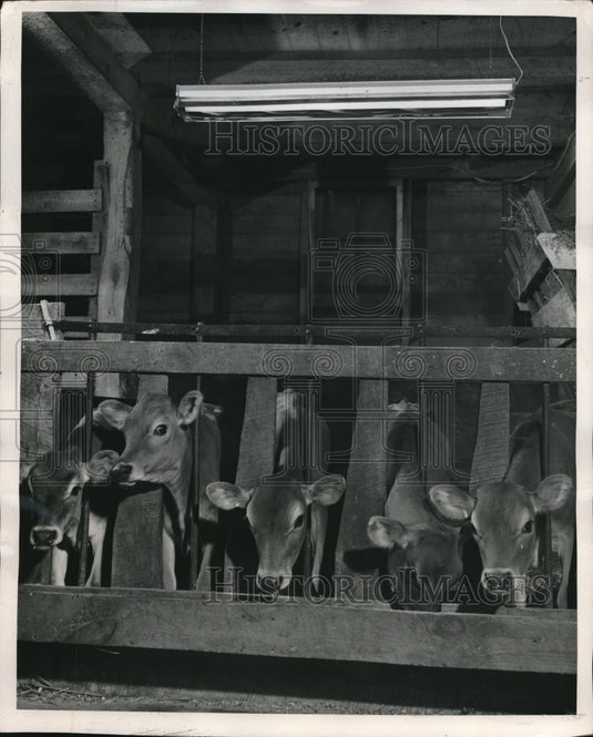 1949 Press Photo Jersey calves under Westinghouse lamps at research labs