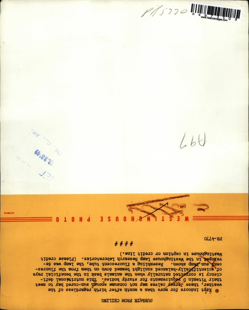 1949 Press Photo Jersey calves under Westinghouse lamps at research labs